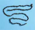 Scarabée sacré (Scarabaeus sacer), exemple d'excrément en chapelet, photo 2.