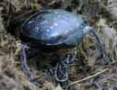 Scarabée sacré (Scarabaeus sacer) , exemple de défécation.