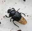 Scarabée sacré (Scarabaeus sacer), envol, photo 4.