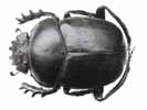 Scarabée sacré (Scarabaeus sacer)