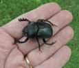 Scarabée sacré (Scarabaeus sacer) en main, photo 1.