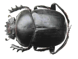 Scarab&eacute;e sacr&eacute; (scarabaeus sacer)