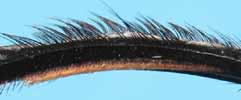 Scarabée sacré (Scarabaeus sacer), détail de la patte postérieure mâle.