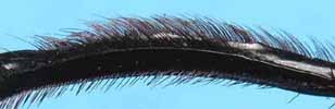 Scarabée sacré (Scarabaeus sacer), détail de la patte postérieure femelle.