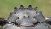 Scarabée sacré (Scarabaeus sacer), détail du chaperon céphalique
