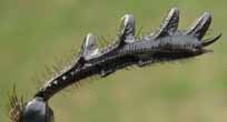 Scarabée sacré (Scarabaeus sacer) , détail du tibia antérieur.