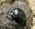 Scarabée sacré (Scarabaeus sacer) à l'oeuvre , photo 3.