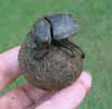 Scarabée sacré (Sacarabaeus sacer) , pilule terminée, en main avec la bestiole.