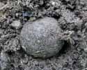 Scarabée sacré (scarabaeus sacer) début d'enterrage de la pilule.