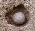 Scarabée sacré (Scarabaeus sacer), crypte souterraine, avec pilule "reproductrice"