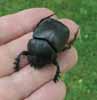 Scarabée sacré (Scarabaeus sacer) en main, photo 2.