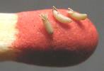 Mouche stercoraire (Scatophaga stercoraria),  oeufs isolés sur allumette/échelle