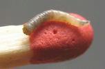 Mouche stercoraire (Scatophaga stercoraria), larve  juvénile, détail.