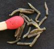 Mouche stercoraire (Scatophaga stercoraria), larves  juvéniles, photo 2.