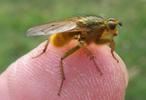 Mouche stercoraire (Scatophaga stercoraria), adulte sur doigt, photo 1.