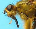Mouche stercoraire (Scatophaga stercoraria), d&eacute;tail de la trompe.