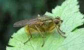 Mouche stercoraire (Scatophaga stercoraria), femelle.