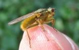 Mouche stercoraire (Scatophaga stercoraria), adulte sur doigt, photo 2.