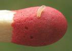 Mouche stercoraire (Scatophaga stercoraria), larve naissante, photo 2.