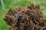 Mouche stercoraire (Scatophaga stercoraria),  crottin délité par les larves, détail, photo 2.