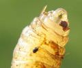 Mouche stercoraire (Scatophaga stercoraria), larve, crochets buccaux, photo 2.