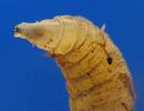 Mouche stercoraire (Scatophaga stercoraria), larve, crochets buccaux, photo 4.