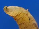 Mouche stercoraire (Scatophaga stercoraria), larve, crochets buccaux, photo 3