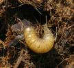 Mouche stercoraire (Scatophaga stercoraria), larve âgée in situ, photo 1.