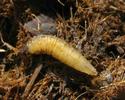 Mouche stercoraire (Scatophaga stercoraria), larve âgée in situ, photo 2.