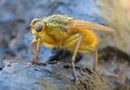 Mouche stercoraire (Scatophaga stercoraria), mâle.
