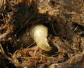 Mouche stercoraire (Scatophaga stercoraria), larve, crochets buccaux, photo 1.