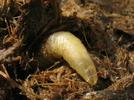 Mouche stercoraire (Scatophaga stercoraria), larve âgée in situ, photo 4.