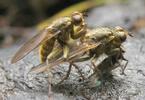 Mouche stercoraire (Scatophaga stercoraria), accouplement, photo 6.