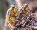 Mouche stercoraire (Scatophaga stercoraria),  accouplement, photo 5