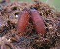 Mouche stercoraire (Scatophaga stercoraria),  pupes in situ, photo 2.