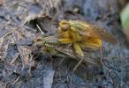 Mouche stercoraire (Scatophaga stercoraria),  accouplement, photo 1.