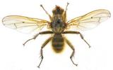 Mouche stercoraire (Scatophaga stercoraria), étalée, collection.