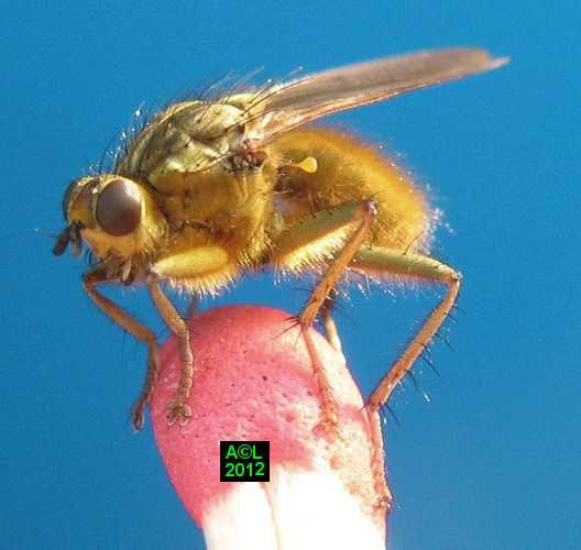 Mouche Stercoraire Scatophaga Stercoraria Biologie