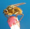 Mouche stercoraire (Scatophaga stercoraria),.