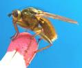Mouche stercoraire (Scatophaga stercoraria), mâle