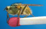 Mouche stercoraire (Scatophaga stercoraria),  femelle.