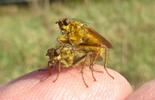 Mouche stercoraire (Scatophaga stercoraria), accouplement, et ponte.