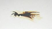Mouche stercoraire (Scatophaga stercoraria), mise en évidence de l'armature "céphalique" et des crochets buccaux.