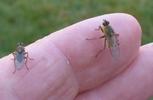 Mouche stercoraire (Scatophaga stercoraria), adultes en main,  issus d'élevage, photo 2.
