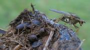 Mouche stercoraire (Scatophaga stercoraria),  pupes et adulte venant d'éclore.