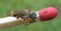 Mouche stercoraire (Scatophaga stercoraria),  imago, développement des ailes, photo 4.