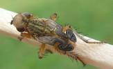 Mouche stercoraire (Scatophaga stercoraria),  imago, développement des ailes, photo 5
