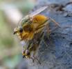 Mouche stercoraire (Scatophaga stercoraria),  accouplement, photo 2.