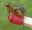 Mouche stercoraire (Scatophaga stercoraria),  imago, développement des ailes, photo 1.