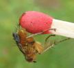 Mouche stercoraire (Scatophaga stercoraria),  imago, développement des ailes, photo 2.